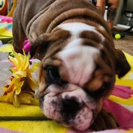 Girl 2 - Red and white female Bulldog puppy in Sarasota, Florida from Chazzerdog Bulldogs