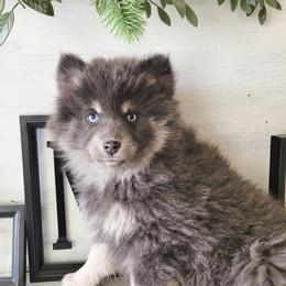 Princess Daisy - Blue female Pomsky puppy in Sand Coulee, Montana from Big Sky Pomskies