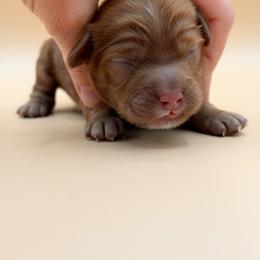 Navy Blue - Red male Australian Labradoodle puppy in Sacramento, California from Adorable Labradoodle