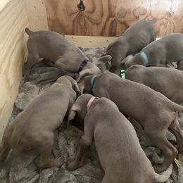 Weimaraner Puppies from Golden Hill’s Weimaraner’s