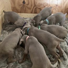Weimaraner Puppies from Golden Hill’s Weimaraner’s