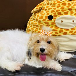 Latte - Havanese