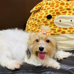 Latte - Havanese