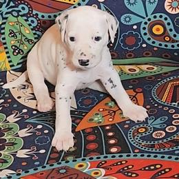 Dalmatian Puppies from Samba Flavors