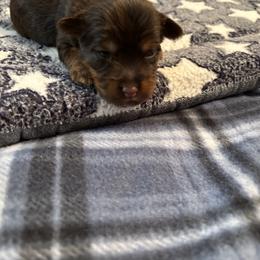 Lucille Ball  (Lucy) - Chocolate and tan female Yorkshire Terrier puppy in Williamstown, New Jersey from Pat’s Garden State Yorkies