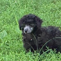 Chip - Silver male Poodle puppy in Cabool, Missouri from Rafter B Farms