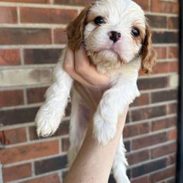 Piper - Blenheim female Cavapoo puppy in Brandenburg, Kentucky from Bluegrass River Newfoundlands