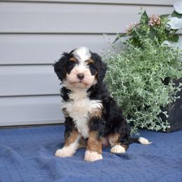 Pixie - Tri-color female Bernedoodle puppy in Honey Brook, Pennsylvania from Green Ridge Puppies