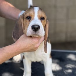 Beagle Puppies from Epic Beagles