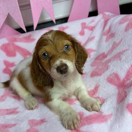 Chucky - Piebald male Dachshund puppy in Lake City, Florida from My Ditzy Doxies of Florida
