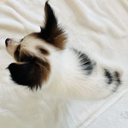 Papillon Puppies from Limited Run Papillons