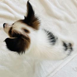 Papillon Puppies from Limited Run Papillons