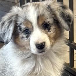 Tucker - Blue merle male Miniature American Shepherd puppy in Camdenton, Missouri from Sunset Ridge Aussies
