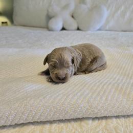 Marshall - Apricot male Cavapoo puppy in Floyd, Virginia from Hearts and Paws Poodles and Doodles