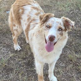 Australian Shepherds from Cannonsnap Farms Australian Shepherds