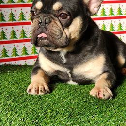 SHABBA RACKS - French Bulldog