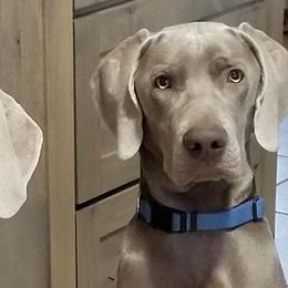 Weimaraners from Big River Weimaraners