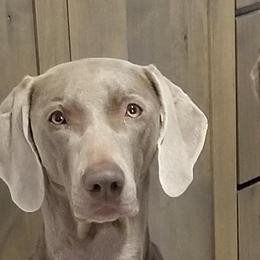 Weimaraners from Big River Weimaraners