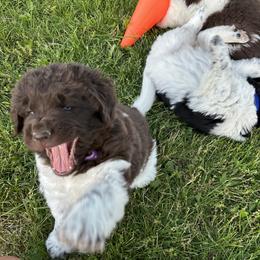 Newfoundland Puppies from Gable's Homegrown Pawprints
