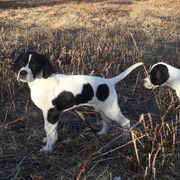 Pointer Puppies from Blackthorne Pointers