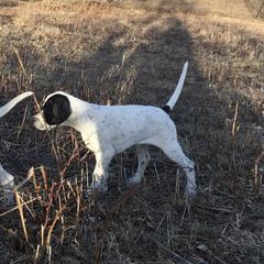 Pointer Puppies from Blackthorne Pointers