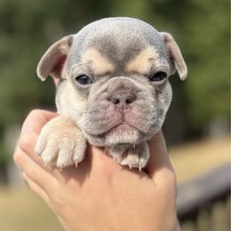 Boy 2 - Blue male French Bulldog puppy in Moorefield, West Virginia from Absolutely Boston Terriers and French Bulldogs