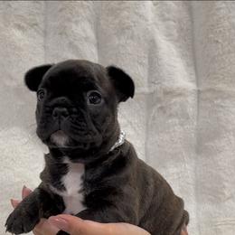 French Bulldog and Shih Tzu Puppies from Puppy Paper House