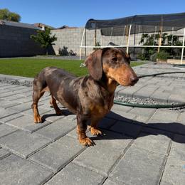 Jewels - Dapple female Dachshund puppy in Waddell, Arizona from The Bearded Companions