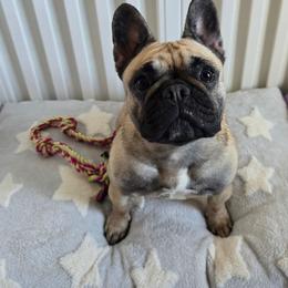 French Bulldog puppies from ZiaLine French Bulldogs