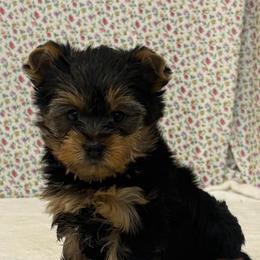 Roamie - Blue and gold male Yorkshire Terrier puppy in Monticello, Iowa from Ashley’s Puppies