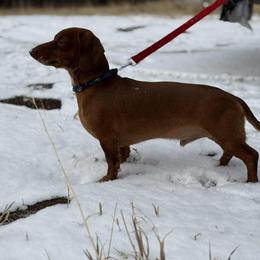 Spyder - Dachshund