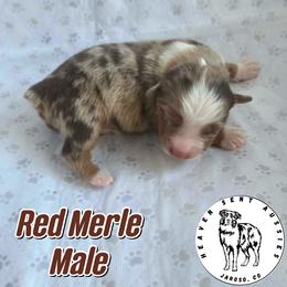 Nike - Red merle male Miniature Australian Shepherd puppy in Jaroso, Colorado from Heaven Sent Aussies