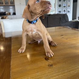 Dalmatian and Vizsla Puppies from River Falls Kennel
