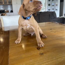 Dalmatian and Vizsla Puppies from River Falls Kennel