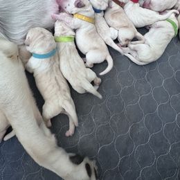 Girl 10 - Yellow female Labrador Retriever puppy in Temecula, California from Oak Valley Labradors