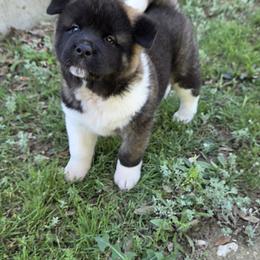 Akita Puppies from Folklore Akitas