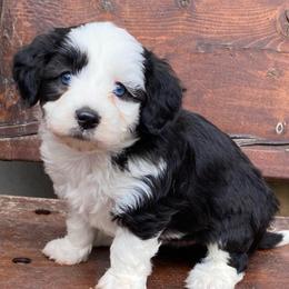 Yellow - Black and white female Aussiedoodle puppy in Spring Hill, Tennessee from Duke's Mini & Toy Australian Shepherds & Aussiedoodles