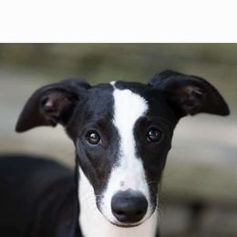 Cleo - Whippet