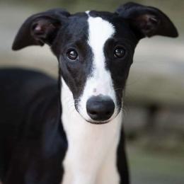 Cleo - Whippet