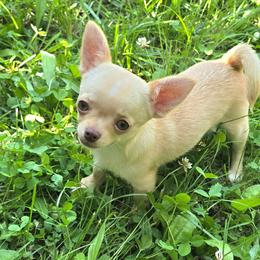 Nilla - Fawn female Chihuahua puppy in Indianapolis, Indiana from London Rouge Chihuahuas