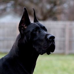 Elijah - Great Dane
