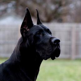 Elijah - Great Dane