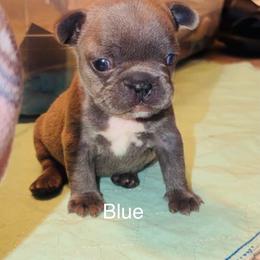 Blue - Blue female French Bulldog puppy in Reading, Pennsylvania from Roxy & Co.