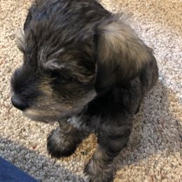 Miniature Schnauzer and Poodle Puppies from Bits & Bytes Farm