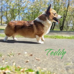 Teddy - Pembroke Welsh Corgi