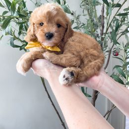 Bernedoodle and Cavapoo Puppies from Wonderful World Doodles