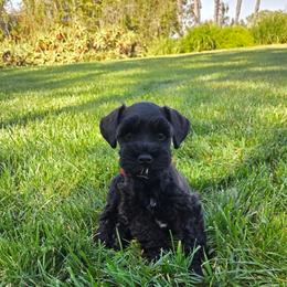 AKC Sapporo (Red) - Black male Miniature Schnauzer puppy in Vista, California from Olympus Schnauzers