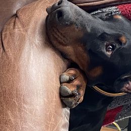 Karma - Doberman Pinscher