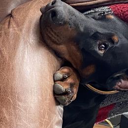 Karma - Doberman Pinscher