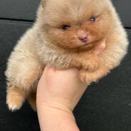 Biscuit - Lavender male Pomeranian puppy in Newark, Ohio from Keeperofstars Pomeranians